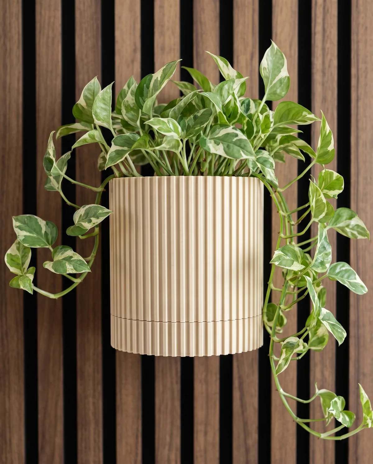 Beige ribbed wall planter with a variegated pothos on a walnut slat wall