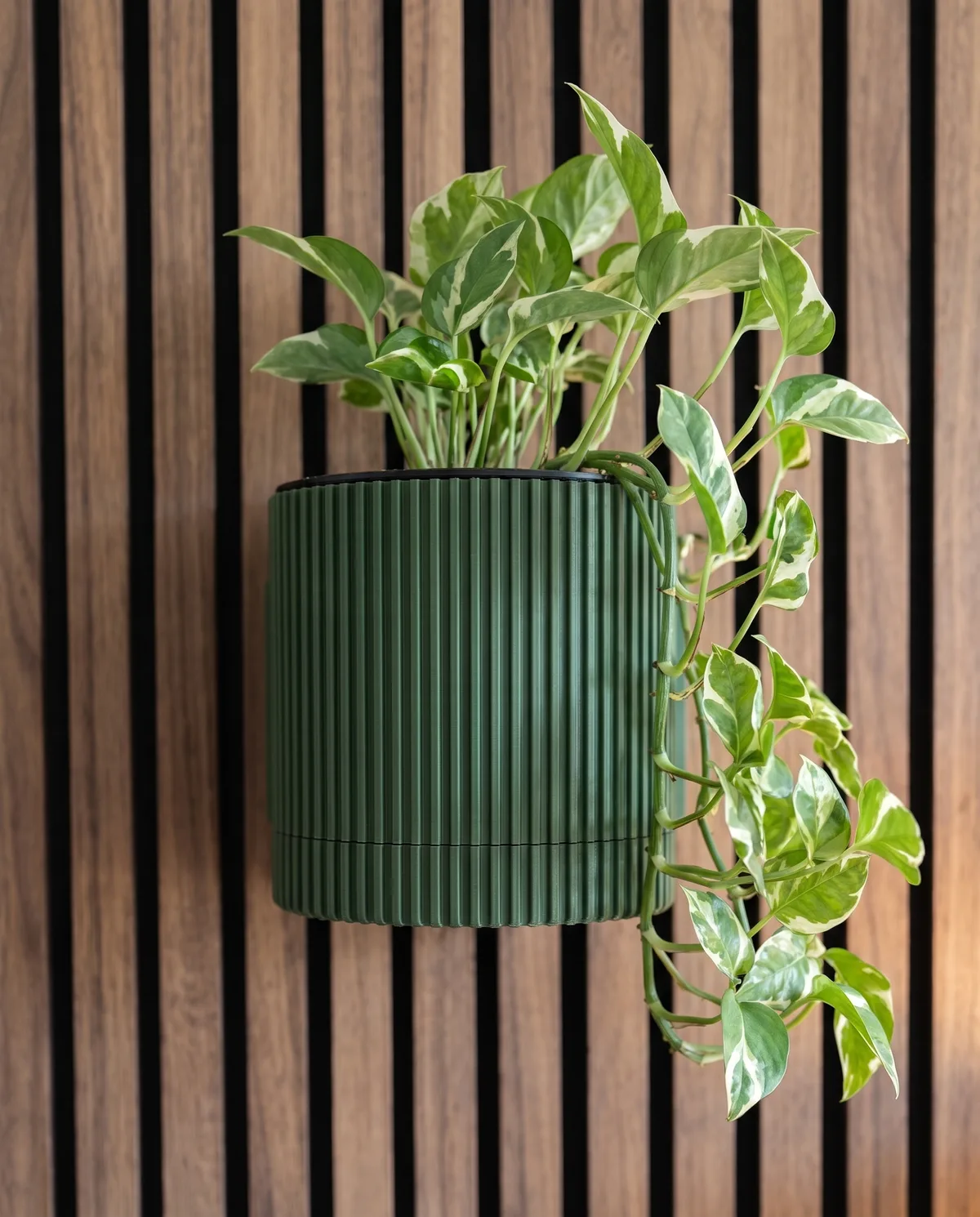 Green ribbed wall planter with a variegated pothos on a walnut slat wall