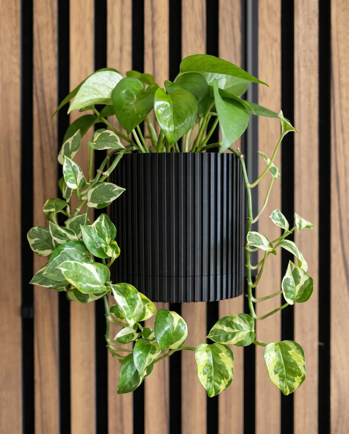 Black ribbed wall planter with a variegated pothos on a walnut slat wall